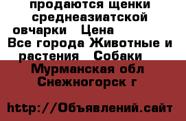 продаются щенки среднеазиатской овчарки › Цена ­ 30 000 - Все города Животные и растения » Собаки   . Мурманская обл.,Снежногорск г.